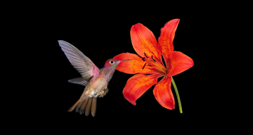 HSBC Yatırım Fonlarını Keşfedin